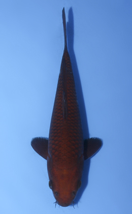 Chagoi - koi #x0917a059