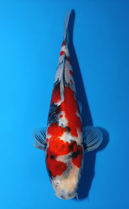 Showa - koi #x0918a001