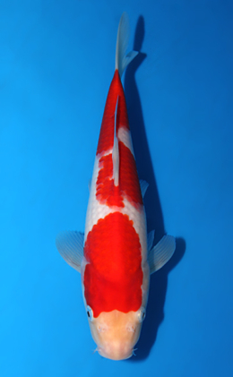 Kohaku - koi #x0918a002