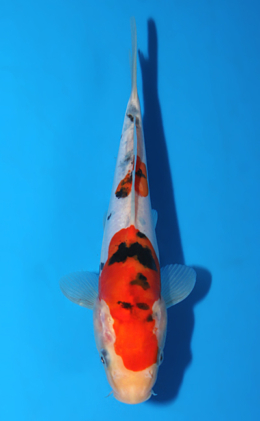 Doitsu Sanke - koi #x0918a005