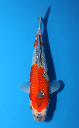 Ginrin Goshiki - koi #x0918a010