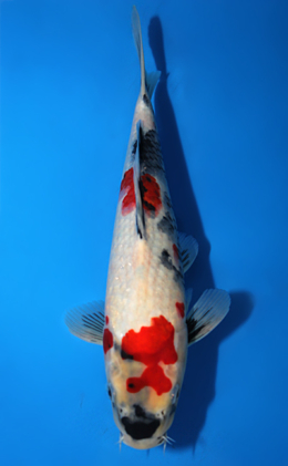 Showa - koi #x0918a011