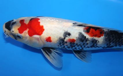 Showa - koi #x0918a011 - Side View A