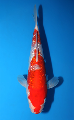 Ginrin Goshiki - koi #x0918a012