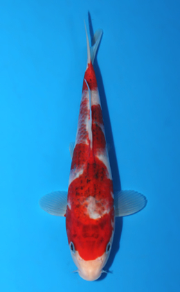 Aigoromo - koi #x0918a014