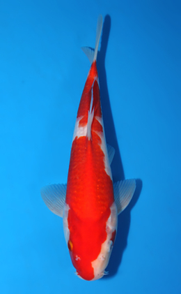 Kohaku - koi #x0918a018