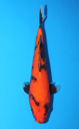 Hi Utsuri - koi #x0918a020