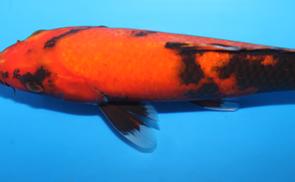 Hi Utsuri – koi #x0918a020 - Image 3