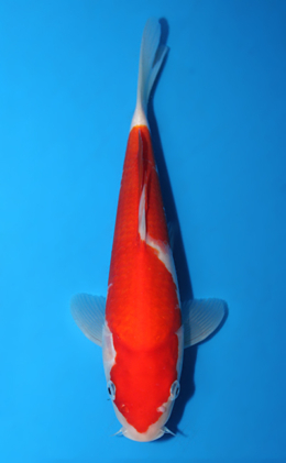 Kohaku - koi #x0918a021