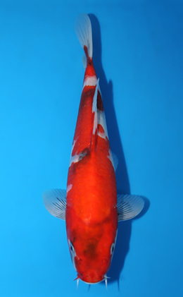 Showa - koi #x0918a022