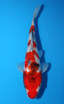 Showa - koi #x0918a023