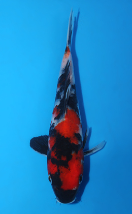 Showa - koi #x0918a026
