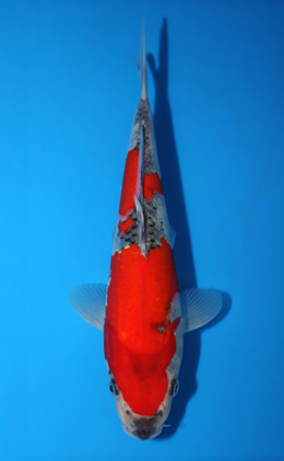 Goshiki - koi #x0918a027