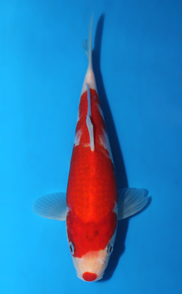 Kohaku - koi #x0918a029