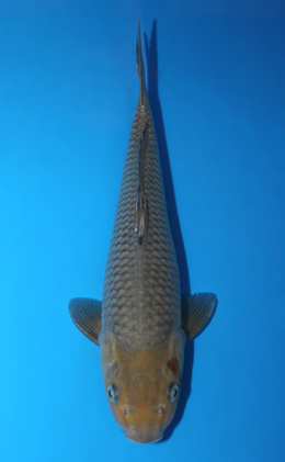 Soragoi - koi #x0918a032