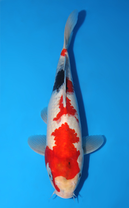 Showa - koi #x0918a035