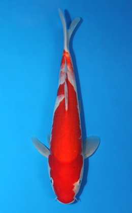 Kohaku - koi #x0918a036