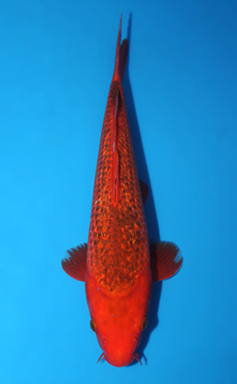 Ginrin Aka Matsuba - koi #x0918a037