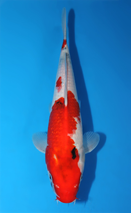 Ginrin Showa - koi #x0918a040