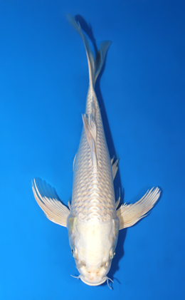 Hirenaga Platinum - koi #x0918a042