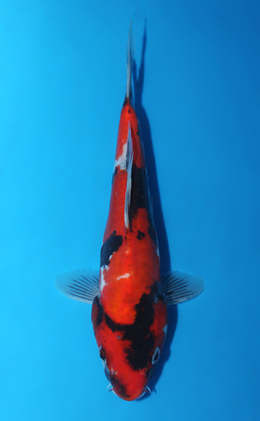 Doitsu Showa - koi #x0918a043