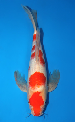 Hirenaga Kohaku - koi #x0918a045