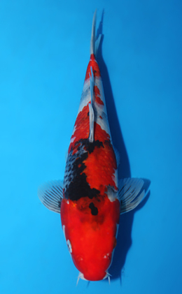 Showa - koi #x0918a046