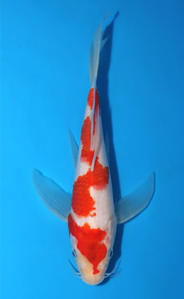 Hirenaga Kohaku - koi #x0918a052