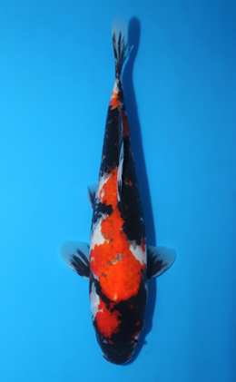 Showa - koi #x0918a060