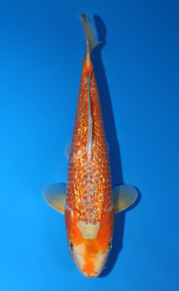 Ginrin Asagi - koi #x0922a001