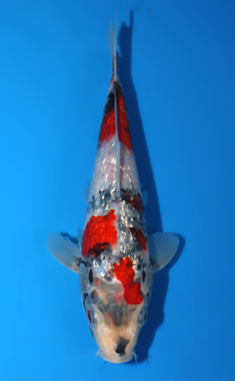 Ginrin Showa - koi #x0922a004