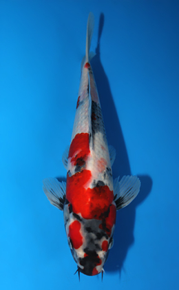 Showa - koi #x0922a005