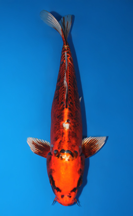 Kin Kikokuryu - koi #x0922a006