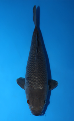 Ochibashigure - koi #x0922a008