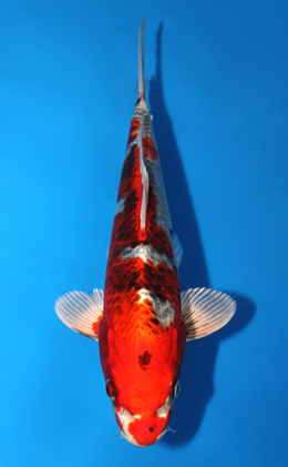 Kujyaku - koi #x0922a011