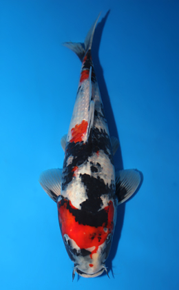 Showa - koi #x0922a012