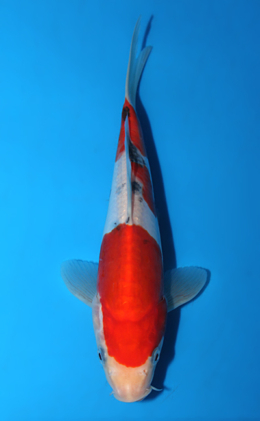 Doitsu Sanke - koi #x0922a013