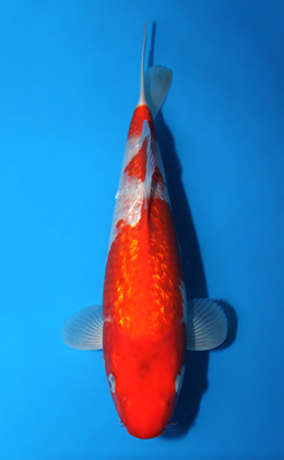 Ginrin Kohaku - koi #x0922a014