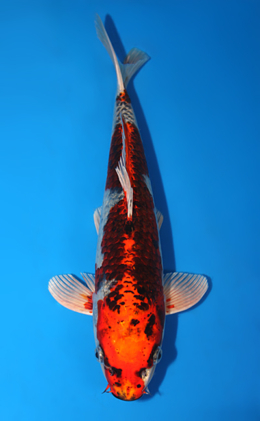 Kujyaku - koi #x0922a015