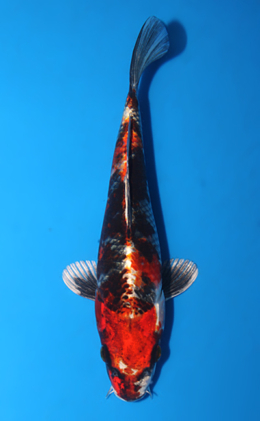 Kujyaku - koi #x0922a016