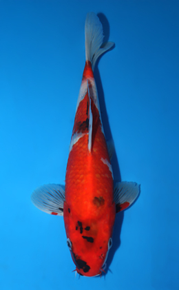 Showa - koi #x0922a018