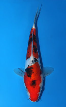 Doitsu Sanke - koi #x0922a023
