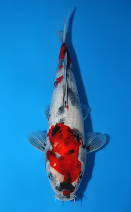 Showa - koi #x0922a025