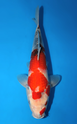 Showa - koi #x0922a026