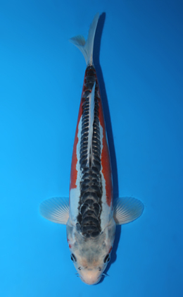 Shusui - koi #x0922a027