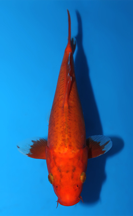 Kawari - koi #x0922a028