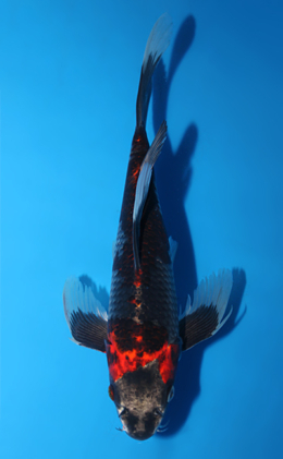 Hirenaga Kujyaku - koi #x0922a031