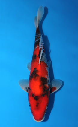 Showa - koi #x0922a034