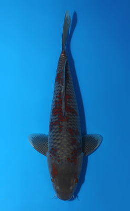 Ochibashigure - koi #x0922a037