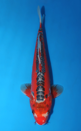 Hi Shusui - koi #x0922a038